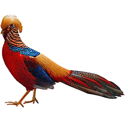 Golden Pheasant